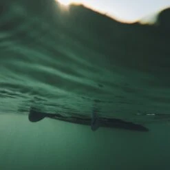 Finlette Semi-Finless Setup For R-Series 12 Finlette Semi-Finless Setup For R-Series -Almond Surfboards Shop 5E9FCA5D D489 4CDD BAD9 B5667EE572FC